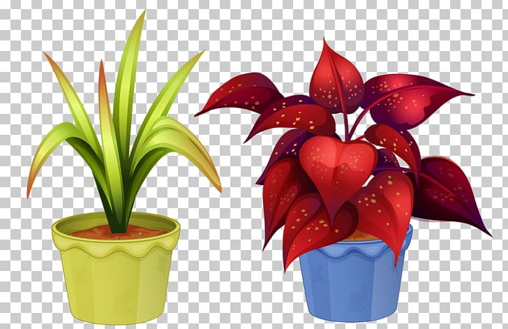 Ornamental Plant Flowerpot Houseplant Flowering Plant PNG, Clipart,  Free PNG Download