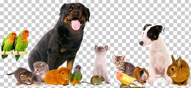 Pet Sitting Veterinarian Veterinary Medicine Cannon & Ball Veterinary Surgeons PNG, Clipart, Animal, Animal Figure, Animaux, Carnivoran, Dog Free PNG Download