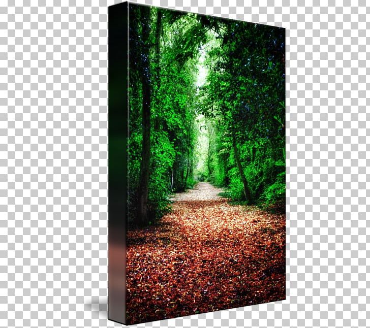 Woodland Biome Tree Old-growth Forest PNG, Clipart, Biome, Ecosystem, Flora, Forest, Grass Free PNG Download