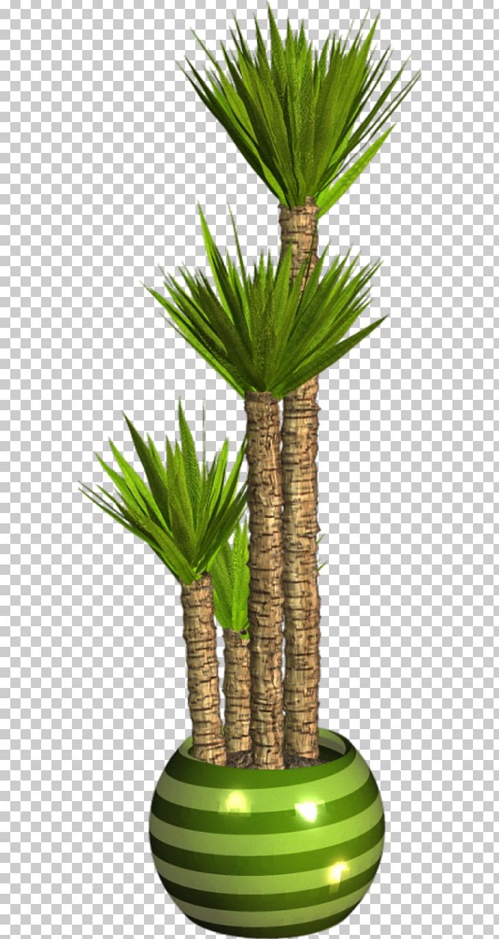 Asian Palmyra Palm Flowerpot Houseplant Arecaceae PNG, Clipart, Arecales, Asian Palmyra Palm, Borassus, Borassus Flabellifer, Evergreen Free PNG Download