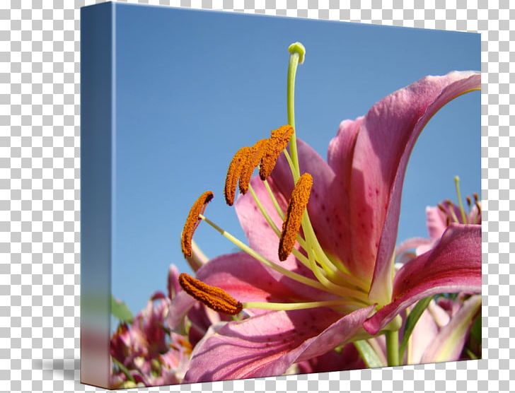 Close-up Daylily Plant Stem Sky Plc Lily M PNG, Clipart, Closeup, Daylily, Flora, Flower, Flowering Plant Free PNG Download