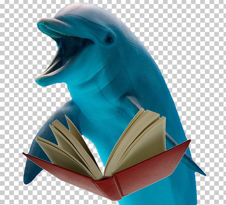 Dolphin Database Information Transparency And Translucency Material PNG, Clipart, Animals, Base, Beak, Captive, Cetacea Free PNG Download