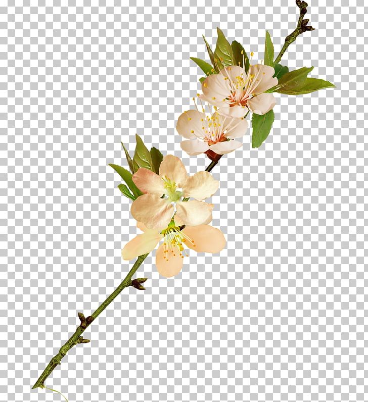 Flower Photography Catkin PNG, Clipart, Blossom, Branch, Catkin, Cherry Blossom, Cicek Free PNG Download