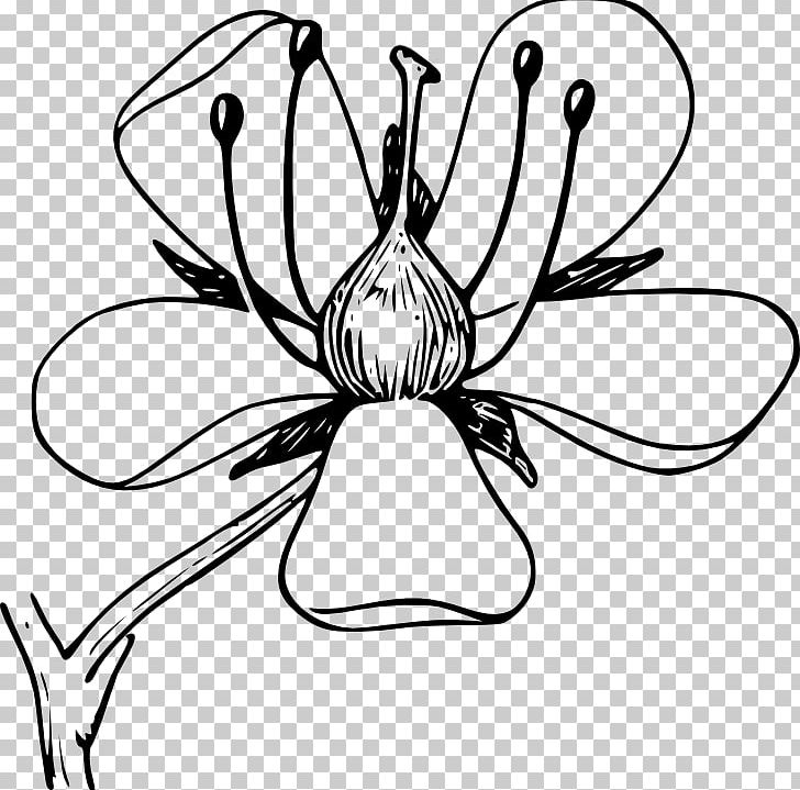 Flower Plant Daffodil PNG, Clipart, Artwork, Black And White, Christmas Plants, Daffodil, Flora Free PNG Download