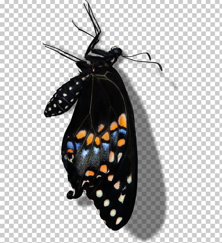 Monarch Butterfly Moth PNG, Clipart, Arthropod, Black, Black Butterfly, Black Hair, Black White Free PNG Download