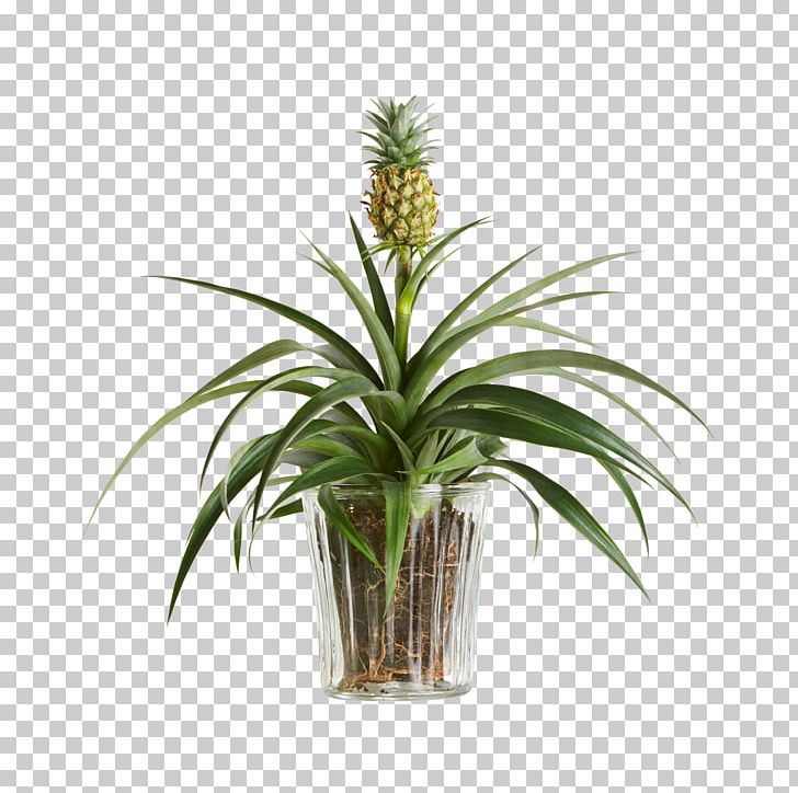 Pineapple Embryophyta Houseplant Flowerpot Shrub PNG, Clipart, Arecales, Bromeliads, Embryophyta, Evergreen, Flower Free PNG Download