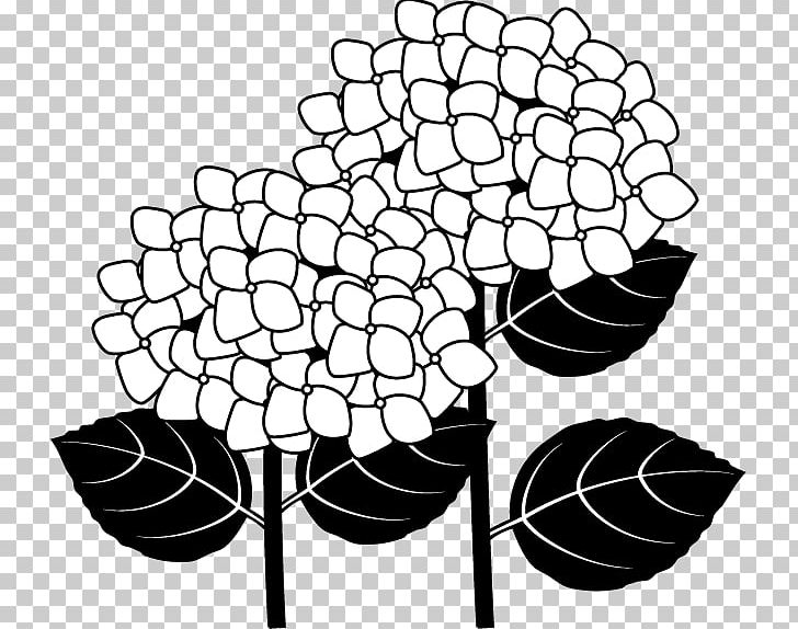 French Hydrangea Flower PNG, Clipart, Black, Black And White, Branch, Circle, Drawing Free PNG Download