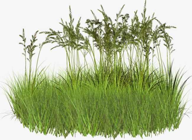 Green Grass PNG, Clipart, Cartoon, Chrysopogon Zizanioides, Dots Per Inch, Download, Encapsulated Postscript Free PNG Download