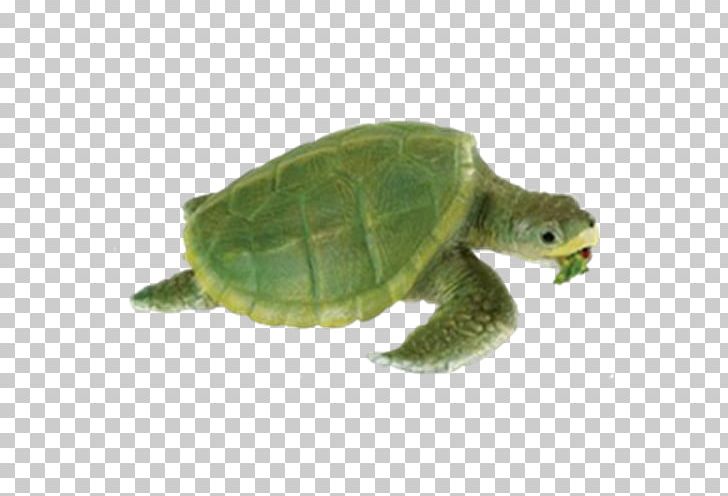 Kemp's Ridley Sea Turtle Safari Ltd Reptile PNG, Clipart, Animal, Animal Figurine, Animals, Box Turtle, Chelydridae Free PNG Download