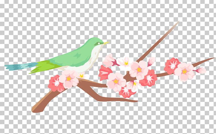 Uguit And Cherry Blossoms. PNG, Clipart, Blossom, Branch, Cherry Blossom, Cut Flowers, Double Face Free PNG Download