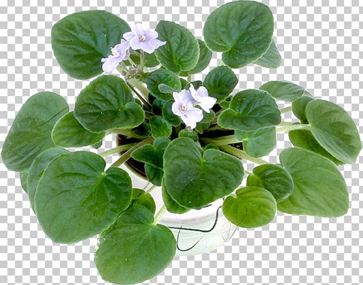 Violet Flowerpot Cachepot Bonsai Penjing PNG, Clipart, Artikel, Bonsai, Cachepot, Flowerpot, Groundcover Free PNG Download
