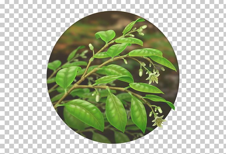 Leaf Herb Tree PNG, Clipart, Herb, Leaf, Plant, Tree Free PNG Download
