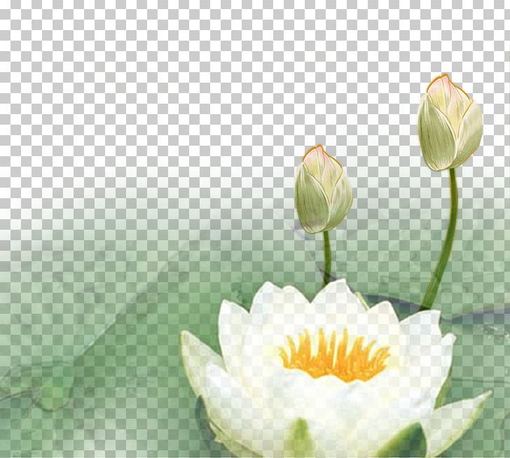 Nelumbo Nucifera Lotus Euclidean PNG, Clipart, Aquatic Plant, Computer Wallpaper, Download, Encapsulated Postscript, Floral Design Free PNG Download