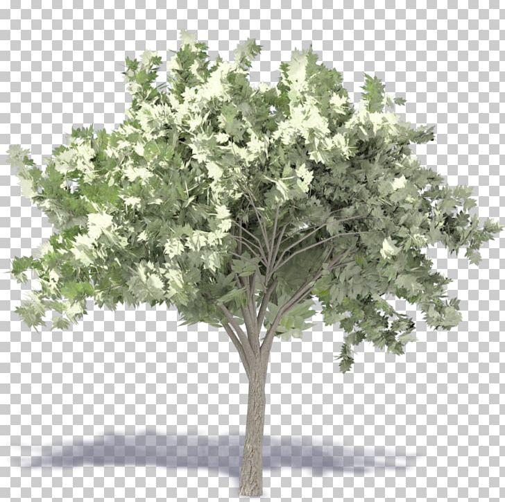Populus Nigra Tree Plant Landscape Architecture PNG, Clipart, Architecture, Baum, Branch, Cottonwood, Drawing Free PNG Download