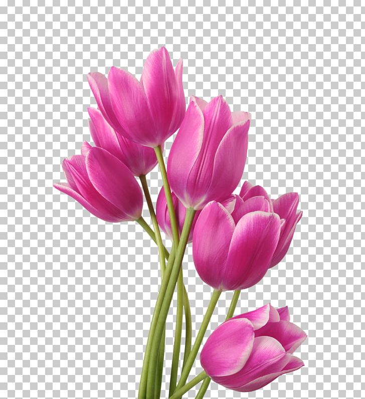 Tulip Flower Bouquet Fototapet Garden Roses PNG, Clipart, Artshpalery, Bud, Color, Crocus, Cut Flowers Free PNG Download