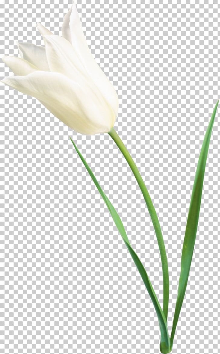 Tulip Flower White PNG, Clipart, Blume, Bud, Color, Cut Flowers, Digital Image Free PNG Download