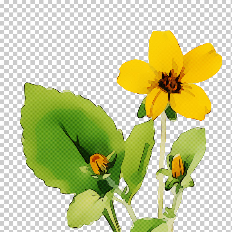 Insect Pollinator Petal Annual Plant Pot Marigold PNG, Clipart, Annual Plant, Calendula, Flower, Insect, Marigold Free PNG Download