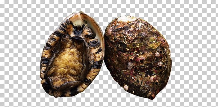 Clam Mussel Sea Cucumber As Food Oyster Abalone PNG, Clipart, Abalone, Animal Source Foods, Clam, Clamshell, Clams Oysters Mussels And Scallops Free PNG Download