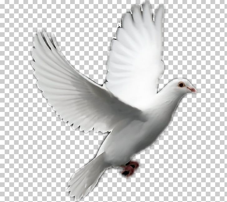 Columbidae Bird Domestic Pigeon PNG, Clipart, Animals, Beak, Charadriiformes, Desktop Wallpaper, Doves As Symbols Free PNG Download