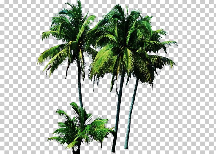 Palm Trees Asian Palmyra Palm Psd Portable Network Graphics PNG, Clipart, Asian Palmyra Palm, Borassus Flabellifer, Branch, Leaf, Palm Tree Free PNG Download