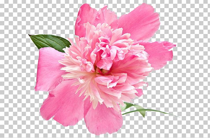 Peony Flower Extract Rose Cosmetics PNG, Clipart, Azalea, Carnation, Cut Flowers, Definition, Dictionary Free PNG Download