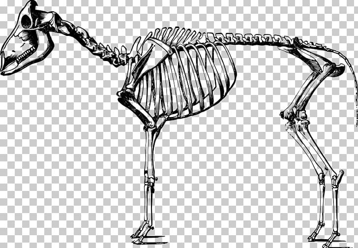 Sheep Human Skeleton Goat Human Body PNG, Clipart, Anatomy, Animals, Auto Part, Bighorn Sheep, Black And White Free PNG Download