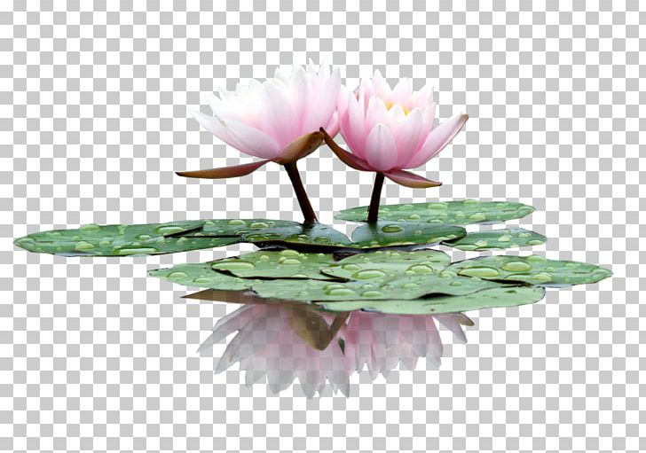 Water Lily Flower Nelumbo Nucifera PNG, Clipart, Cartoon, Color, Coloring Book, Drawing, Flower Free PNG Download