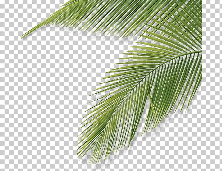 Asian Palmyra Palm Web Design Leaf Web Activities Brendly | Website Laten Maken Nieuwe Stijl PNG, Clipart, Amsterdam, Arecaceae, Arecales, Asian Palmyra Palm, Borassus Free PNG Download