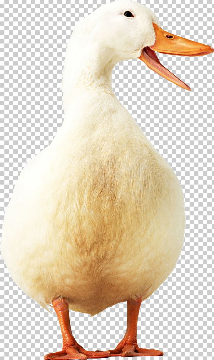Duck Domestic Goose PNG, Clipart, Animals, Anser, Beak, Bird, Button Free PNG Download