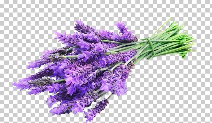 English Lavender Lavender Oil Essential Oil Herbal Distillate PNG, Clipart, Aroma Compound, Aromatherapy, Bunch, Cut Flowers, English Lavender Free PNG Download