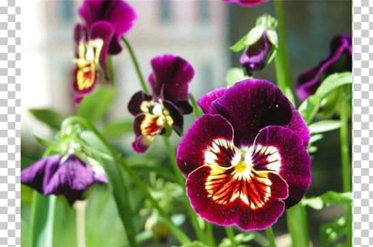 Pansy Ingria Kesäkukka Annual Plant Inkerin Kulttuuriseura PNG, Clipart, Annual Plant, Dendrobium, Finland, Flora, Floral Emblem Free PNG Download