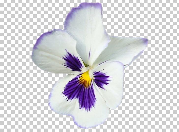 Pansy Violet PNG, Clipart, Fine, Flower, Flowering Plant, Iris, Iris Family Free PNG Download