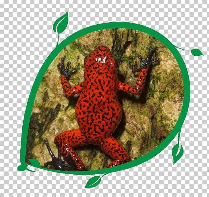 Toad True Frog Marine Biology Fauna PNG, Clipart, Amphibian, Animal, Animals, Biology, Fauna Free PNG Download