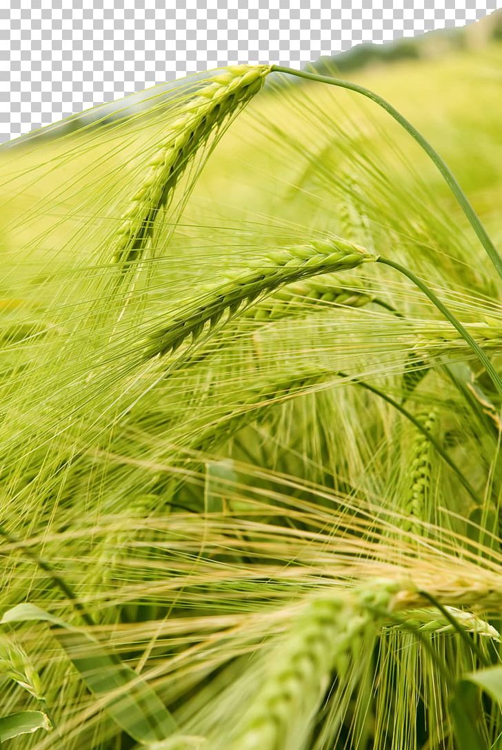 Wheat Crop High-definition Television Barley PNG, Clipart, Agriculture, Background, Cereal, Closeup, Commodity Free PNG Download