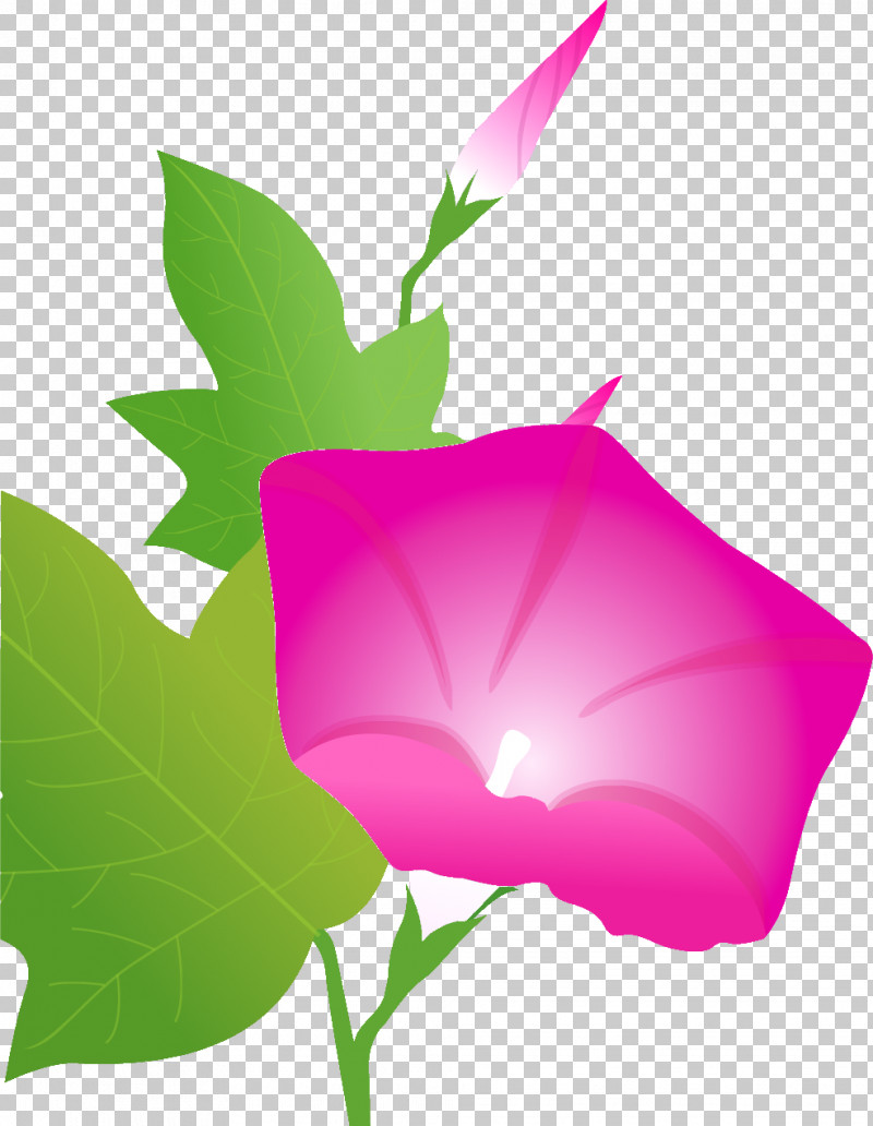Morning Glory Summer Flower PNG, Clipart, Biology, Computer, Leaf, M, Morning Glory Free PNG Download