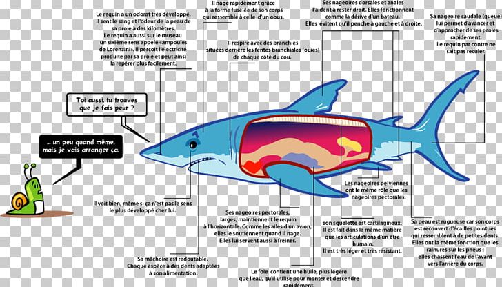 Great White Shark Fish Remora Megalodon PNG, Clipart, Animals, Batoidea, Cartilaginous Fish, Cetacea, Drawing Free PNG Download