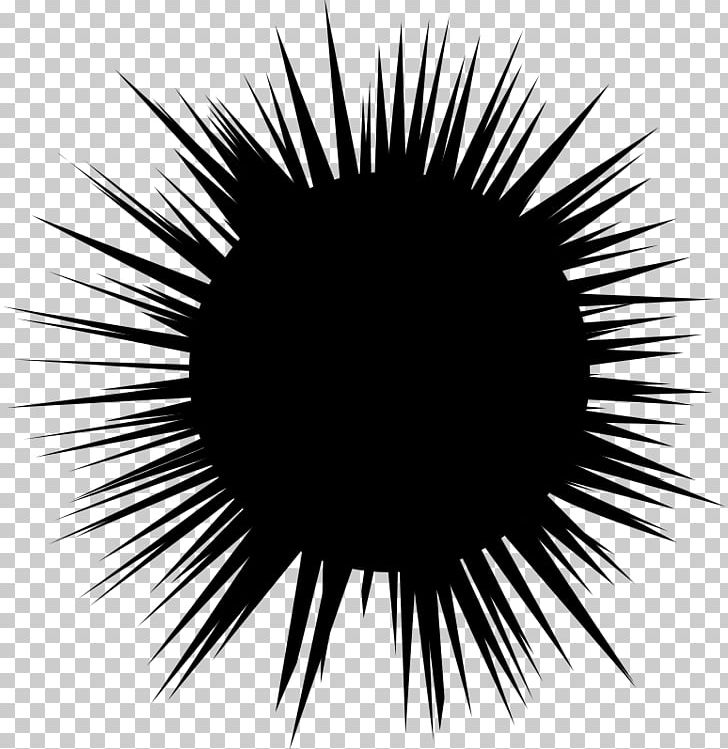Sea Urchin Hedgehog Spine PNG, Clipart, Animal, Black, Black And White, Cartoon, Circle Free PNG Download