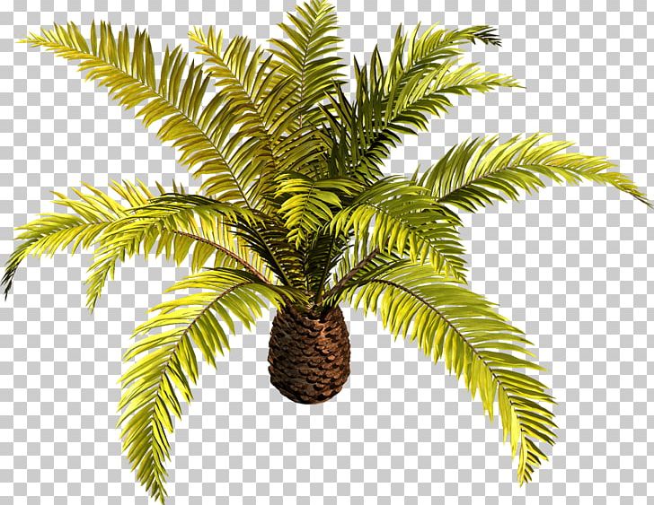 Tree Arecaceae Plant PNG, Clipart, Arecaceae, Arecales, Attalea Speciosa, Coconut, Computer Software Free PNG Download