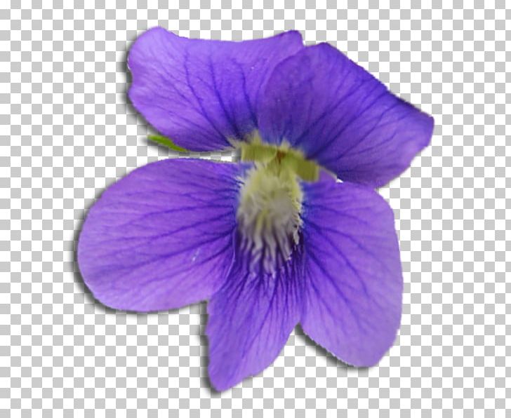 Violet Flower Purple Sigma Kappa Sigma Sigma Sigma PNG, Clipart, Annual Plant, Blue, Color, Flower, Flowering Plant Free PNG Download