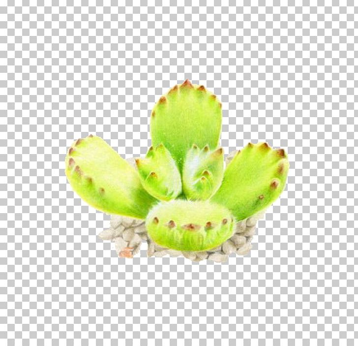 Watercolor Painting Succulent Plant Illustration PNG, Clipart, Art, Baby Boy, Bear, Bear Boy, Bears Free PNG Download