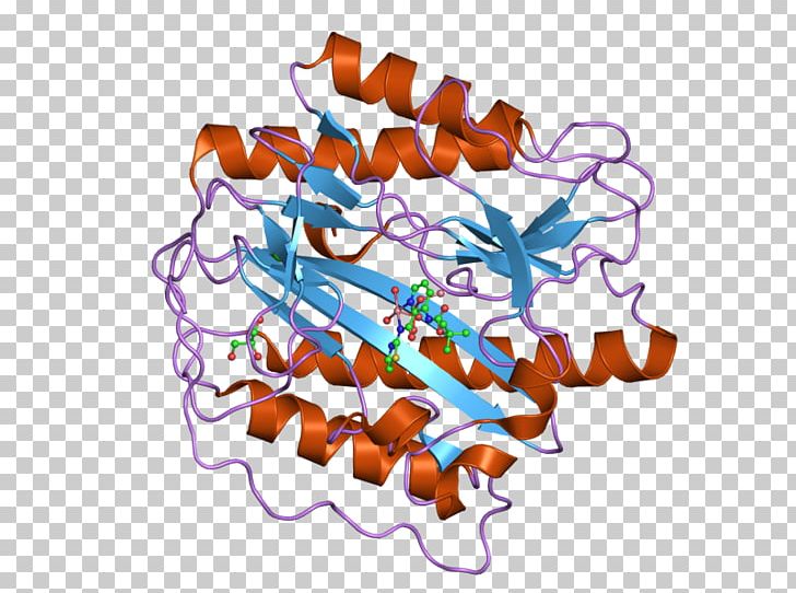 Aminopeptidase METAP1 Methionine Enzyme Protein PNG, Clipart,  Free PNG Download