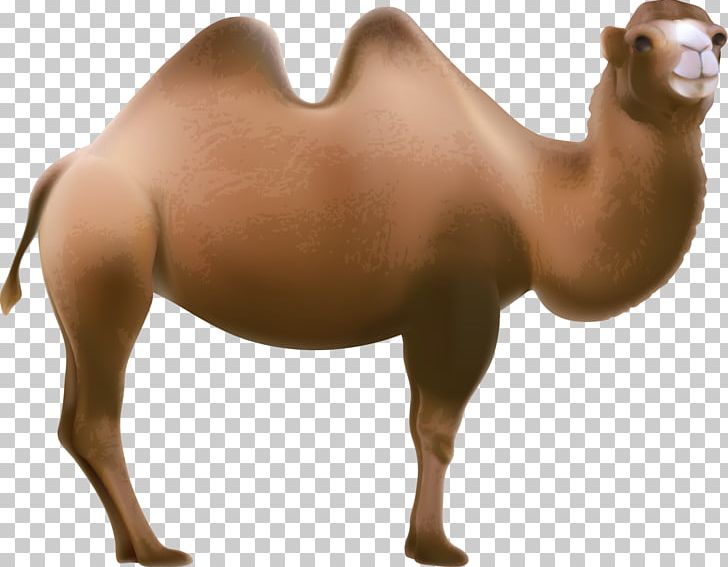 Dromedary One Belt One Road Initiative PNG, Clipart, Animal, Animals, Coffee, Decorative, Encapsulated Postscript Free PNG Download