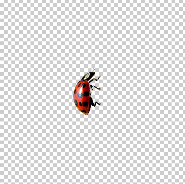 Ladybird Insect Orange S.A. PNG, Clipart, Animals, Arthropod, Beetle, Computer, Computer Wallpaper Free PNG Download