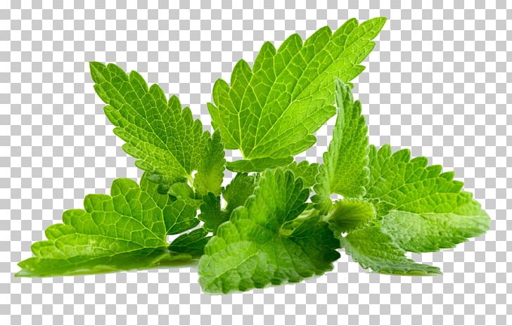 Patchouli Mentha Spicata Plant Mints PNG, Clipart, Daun, Essential Oil, Food Drinks, Herb, Herbal Free PNG Download