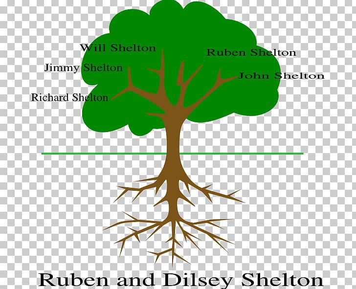 Tree Of Life Root United Methodist Church-Hartford Fruit Tree PNG, Clipart, Biology, Branch, Diagram, Evolution, Flowering Plant Free PNG Download
