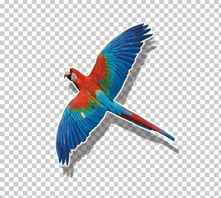 Budgerigar Bird True Parrot Macaw PNG, Clipart, Animals, Beak, Birds, Blue, Blue Sky Free PNG Download