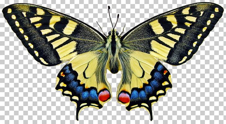 Butterfly World Insect Wing Old World Swallowtail PNG, Clipart, Arthropod, Brush Footed Butterfly, Butterflies And Moths, Butterfly, Butterfly World Free PNG Download
