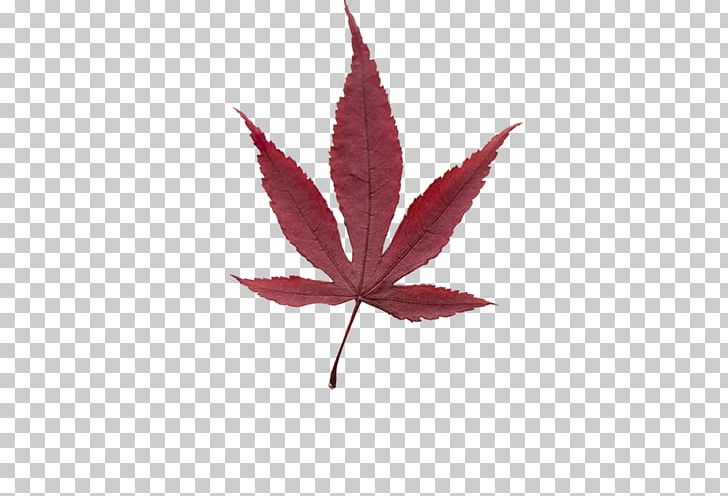 Maple Leaf PNG, Clipart, Autumn, Autumn Leaf, Autumn Leaf Color, Blade, Decorative Free PNG Download