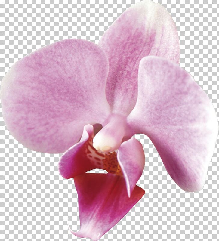 Animaatio Blog PNG, Clipart, Animaatio, Blog, Cattleya, Dendrobium, Digital Image Free PNG Download