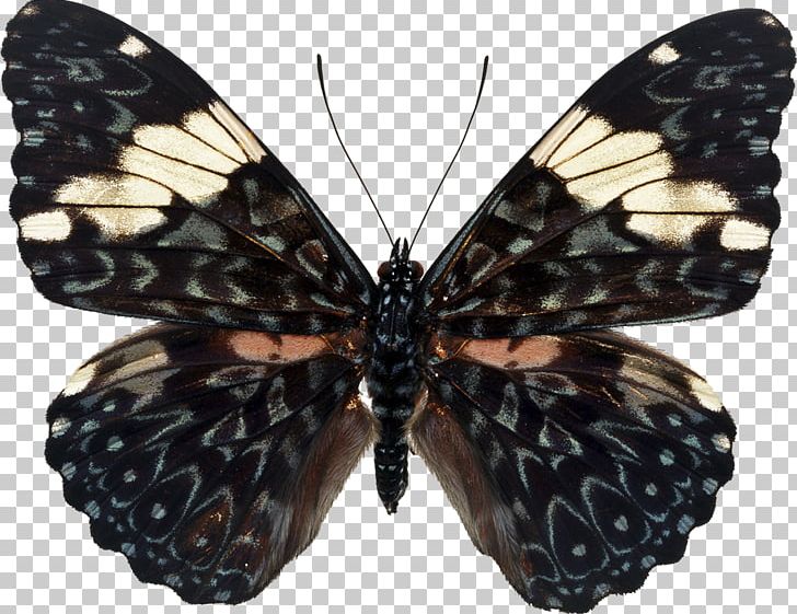 Butterfly Insect PNG, Clipart, Apatura, Brush Footed Butterfly, Butterflies, Butterfly, Download Free PNG Download
